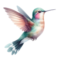 Watercolour Hummingbird DTF Print